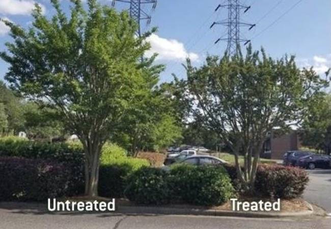 Two trees stand next to each other. The tree on the right is shorter having been treated with tree growth regulators.