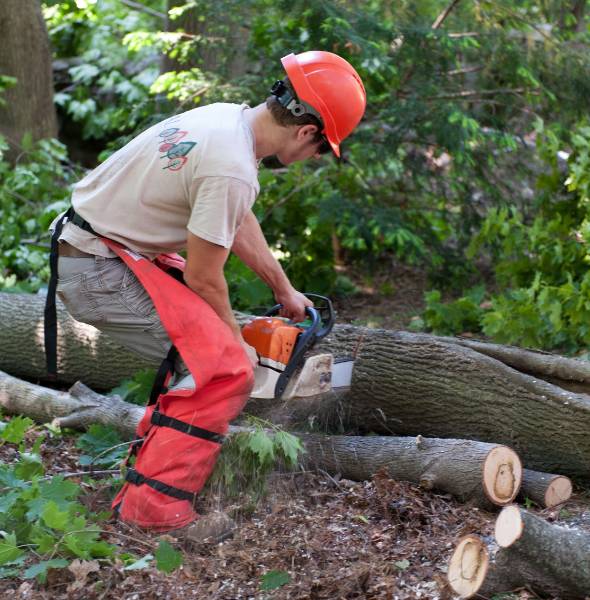 An arborist from Regal Tree and Shrub Experts using a chainsaw to cut a tree trunk to smaller portions.