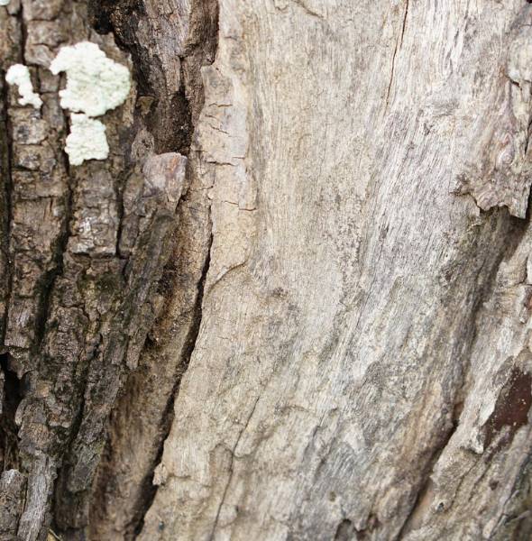 Regal-website-arborist-consultation-section-tree-decay-symptoms
