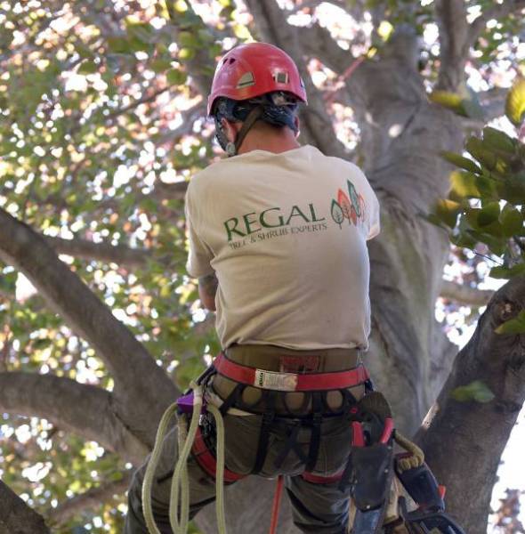 An arborist from regal tree and shrub experts harnessed to a tree.