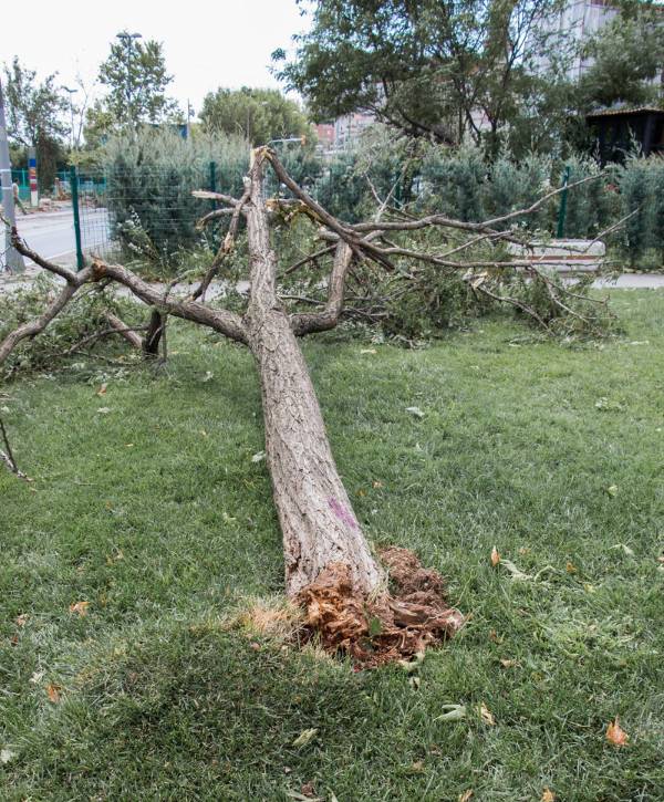 A tree that fell on grass due to storm damage.