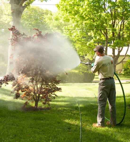 An arborist from Regal Tree and Shrub Experts spraying fertilizer on a shrub in one of their client's yards.