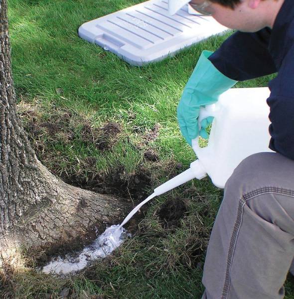 An arborist from Regal Tree and Shrub Experts applying plant growth regulators to tree roots.