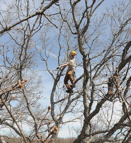 An arborist from Regal Tree and Shrub Experts standing on a tree branch doing some pruning.