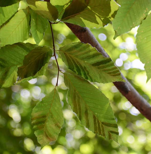 Regal-website-insect-section-beech-leaf-disease