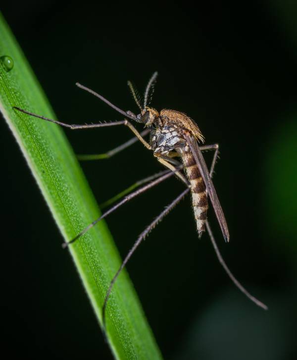 A mosquito resting on a thin grass blade.