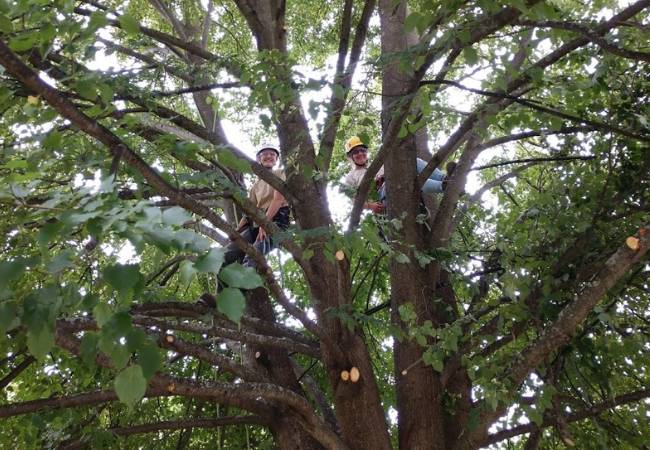 Two arborists from Regal Tree and Shrub Experts leaning on top of tree branches smiling at the camera.