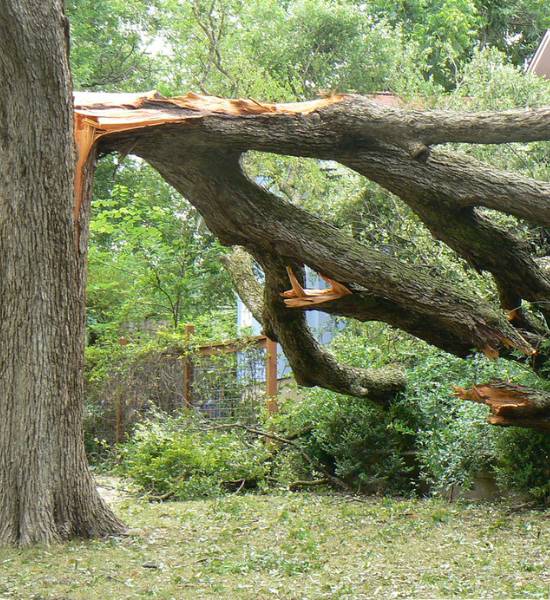 A tree split in half by a possible lightning strike. One half of the tree has almost touched the ground while the other half remains standing needing structurl and safety support.