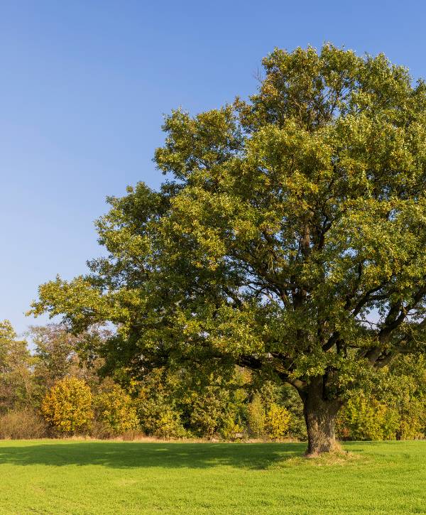 An oak tree that is standing alone and is in very good health.