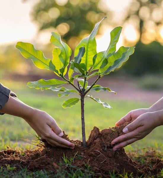Two people planting a tree together with bare hands.
