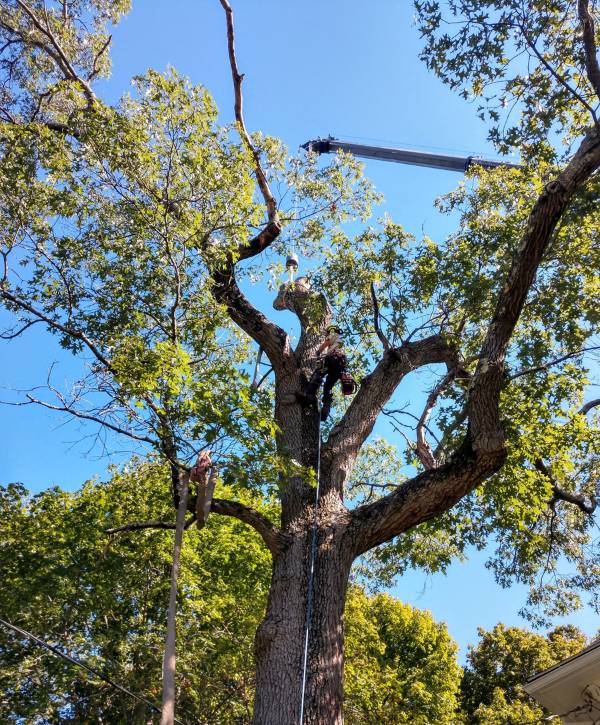 Regal-website-tree-removal-tree-tied-crane