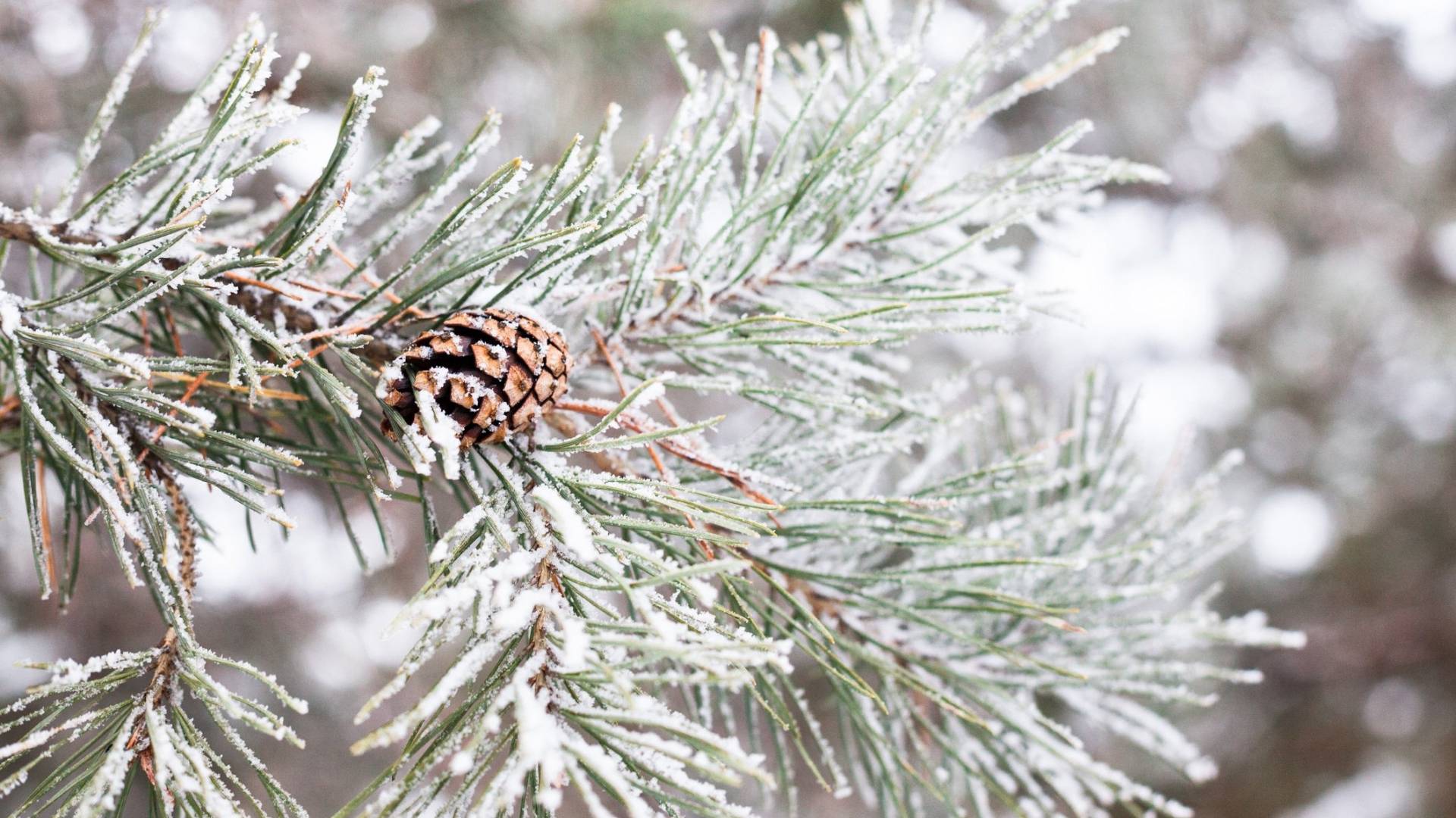 Green pine needles on a branch are dusted with white winter snow.