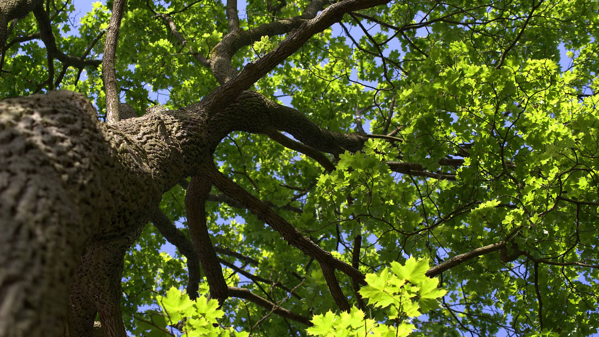 A canopy of an oak tree in Massachusetts.