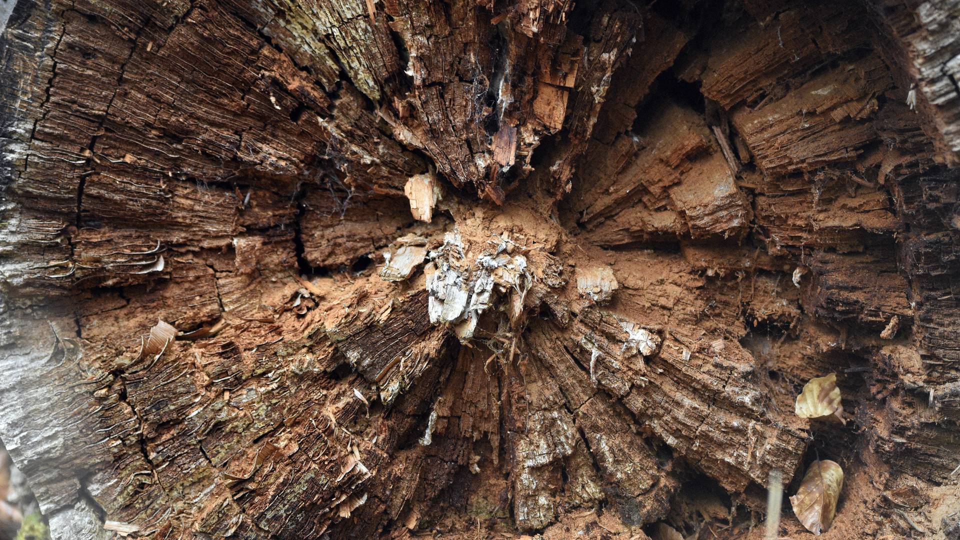 A large cross-section of a rotting trunk shows the brittle decay inside the tree.