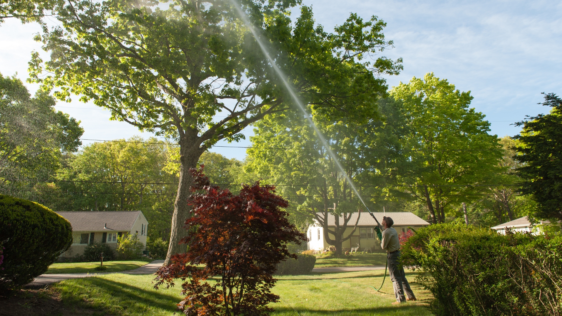 An arborist from Regal Tree spraying fertilizer on a tree in Sherborn, MA.