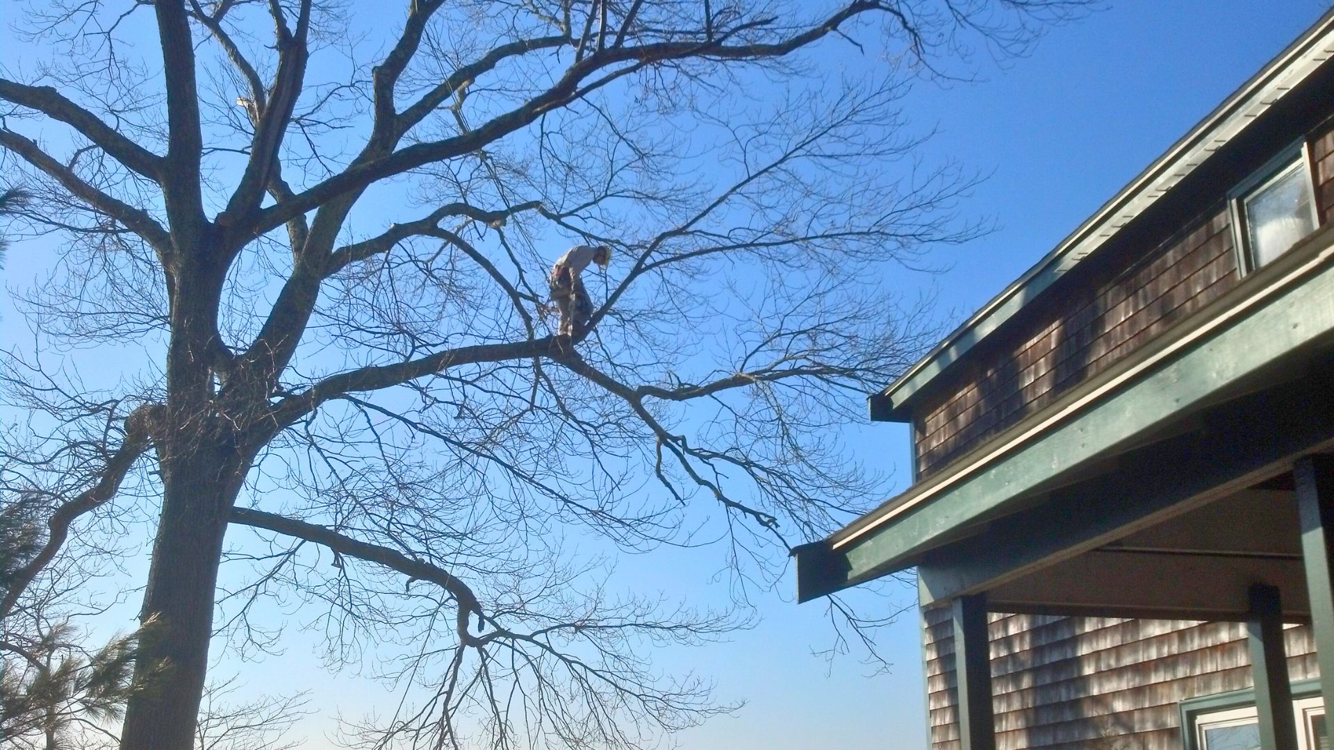 A member of the Regal Tree team pruning a tree at the Norton Reservoir in Southeast Massachusetts.