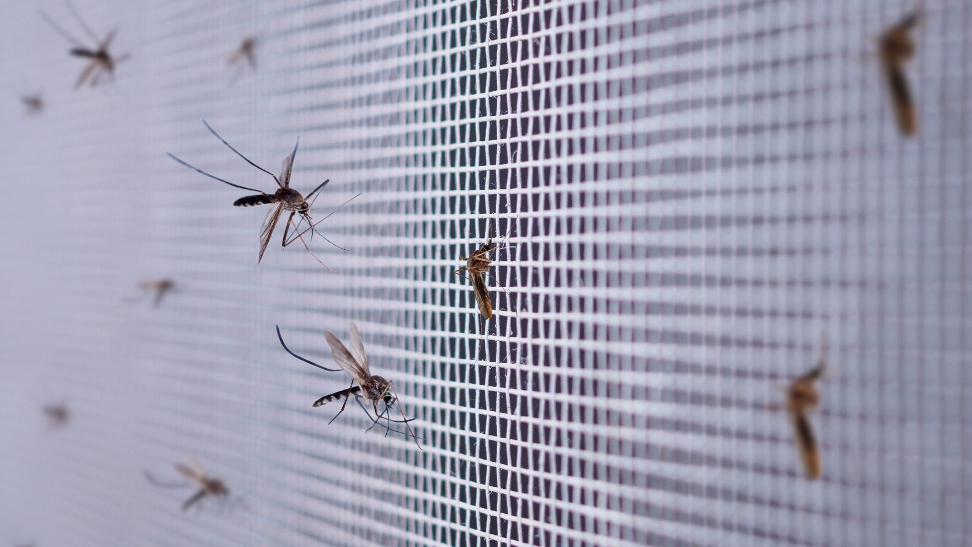 Mosquitoes both flying and landing on a white screen background.