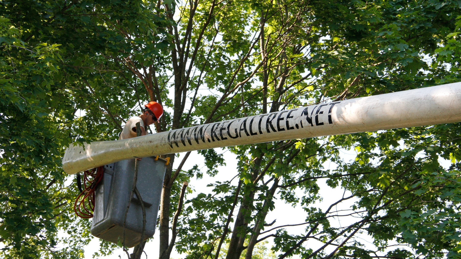 An arborist from Regal Tree pruning a tree in Norfolk, MA