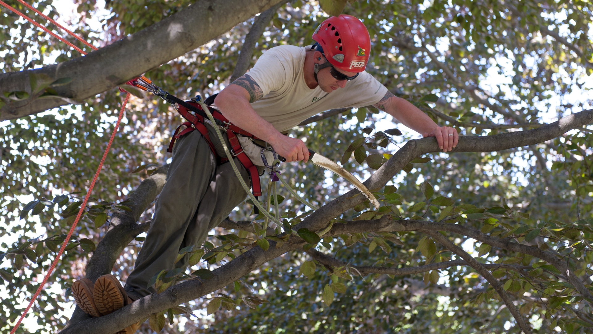 A member of the team at Regal Tree pruning a tree in Fall River, Massachusetts.