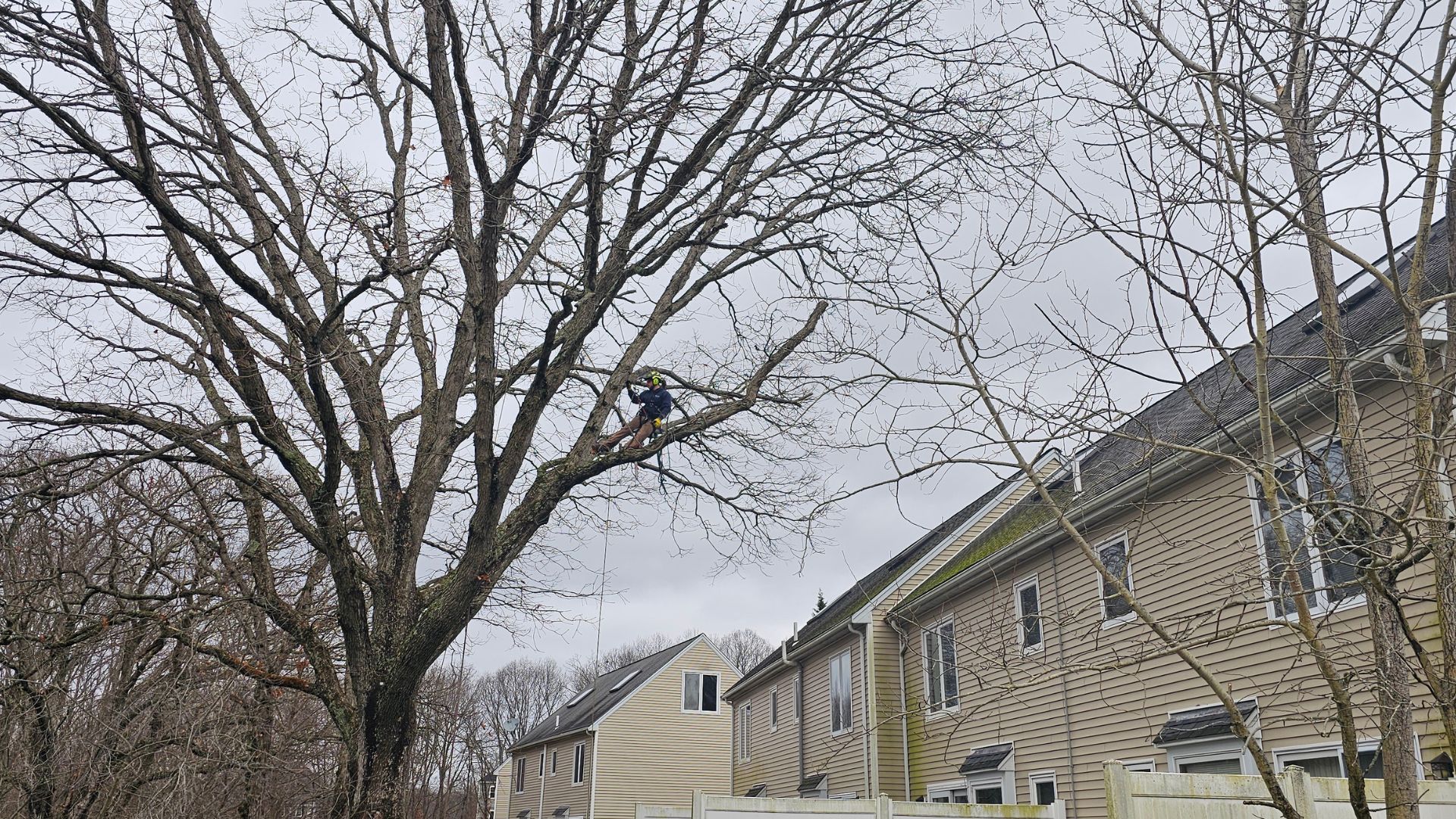 A member of the Regal Tree team pruning a tree while climbing in it in Easton, MA