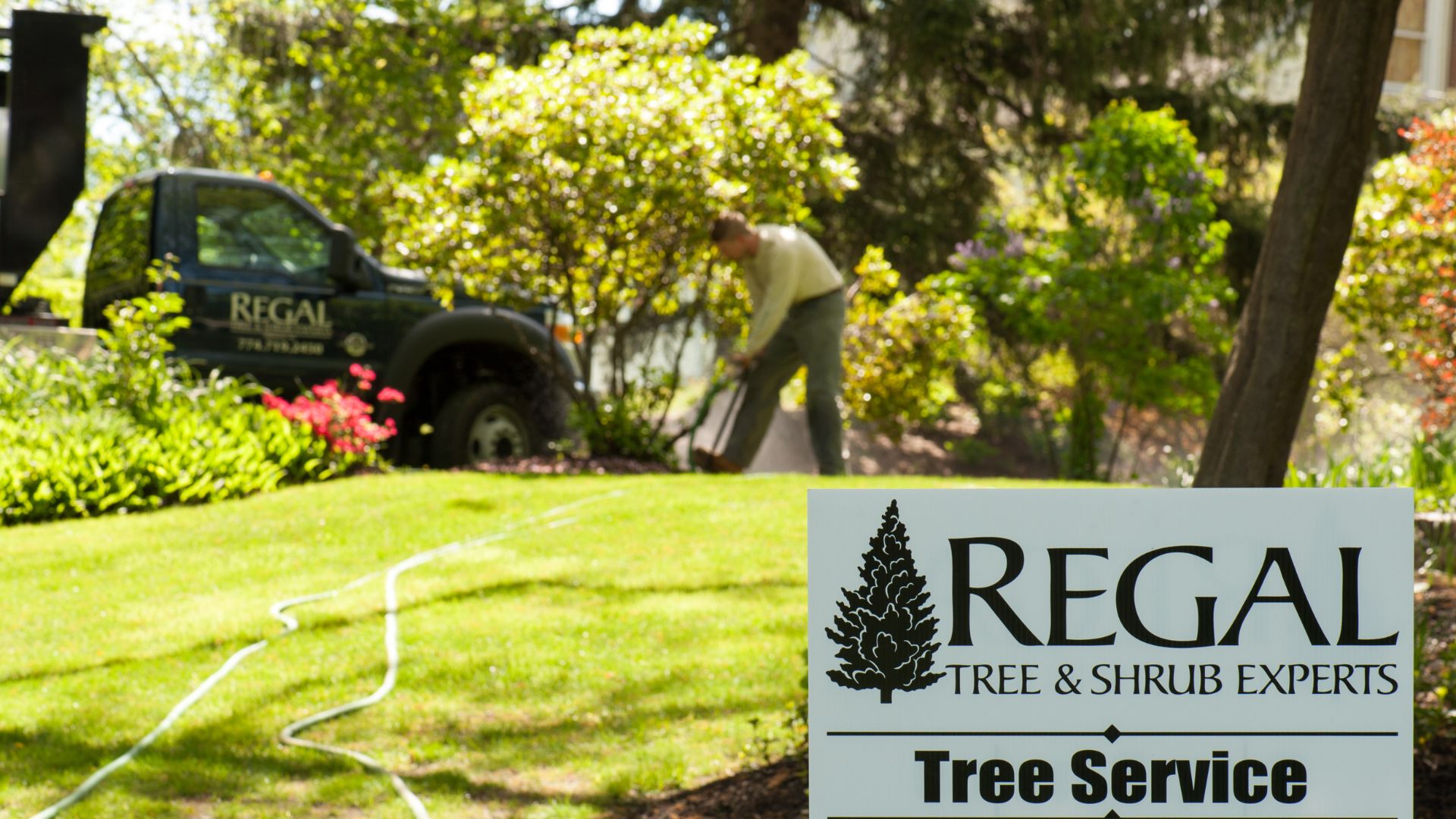 A member of the Regal Tree team injecting fertilizer in the background with a Regal Tree sign in the foreground during work in Walpole, MA.