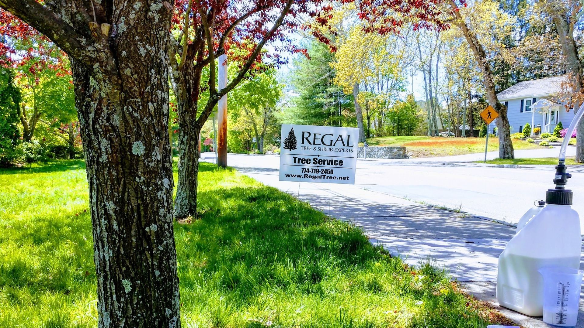 A tree that the team at Regal Tree is treating with fertilizer.