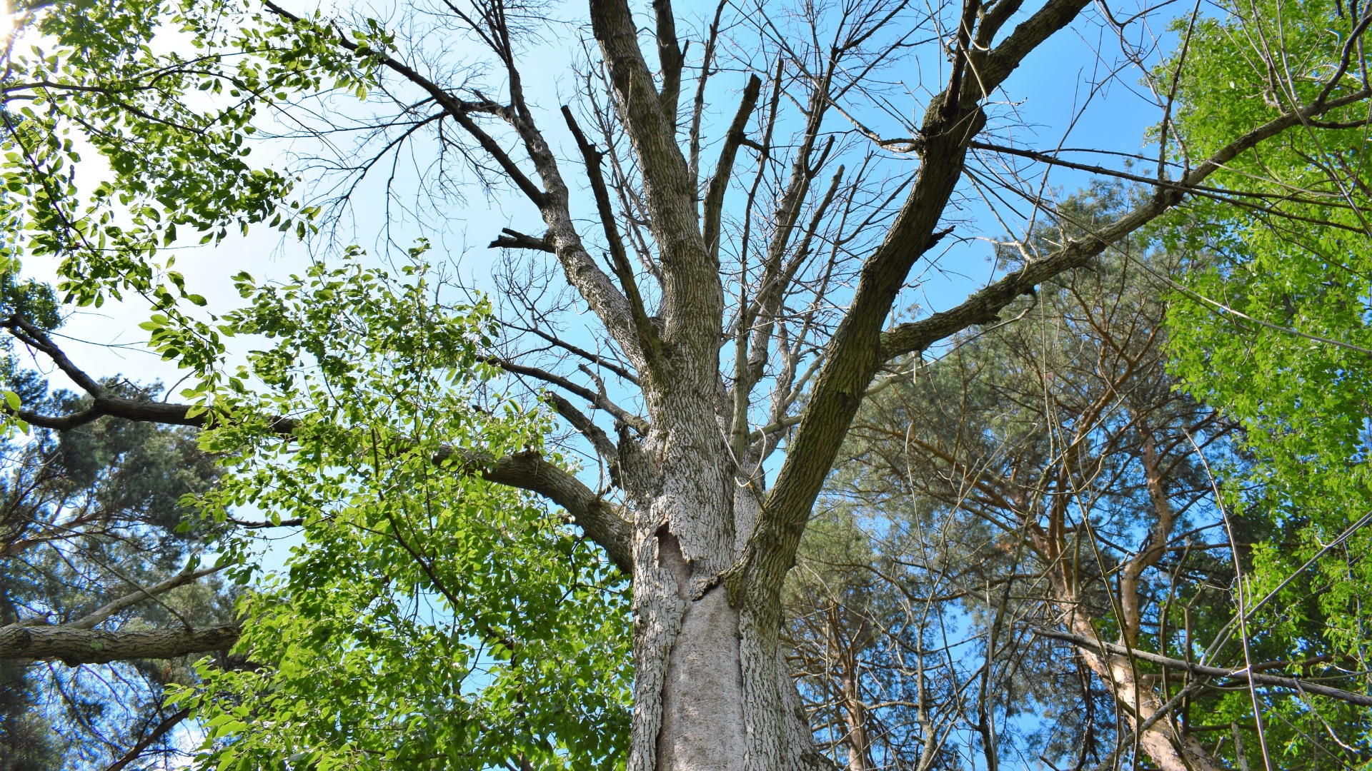 Ash tree showing crown dieback and branch mortality from emerald ash borer damage in South Easton area.