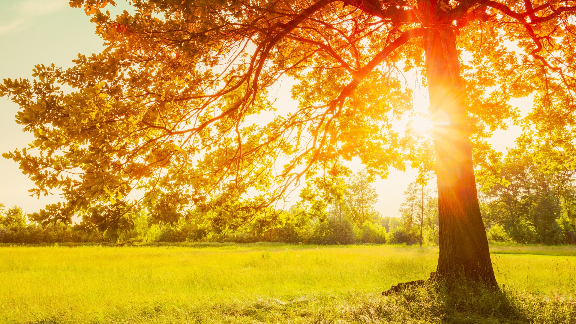 A mature oak tree in a Bristol County residential yard with the sun shining behind its leaves that are showing fall colors.