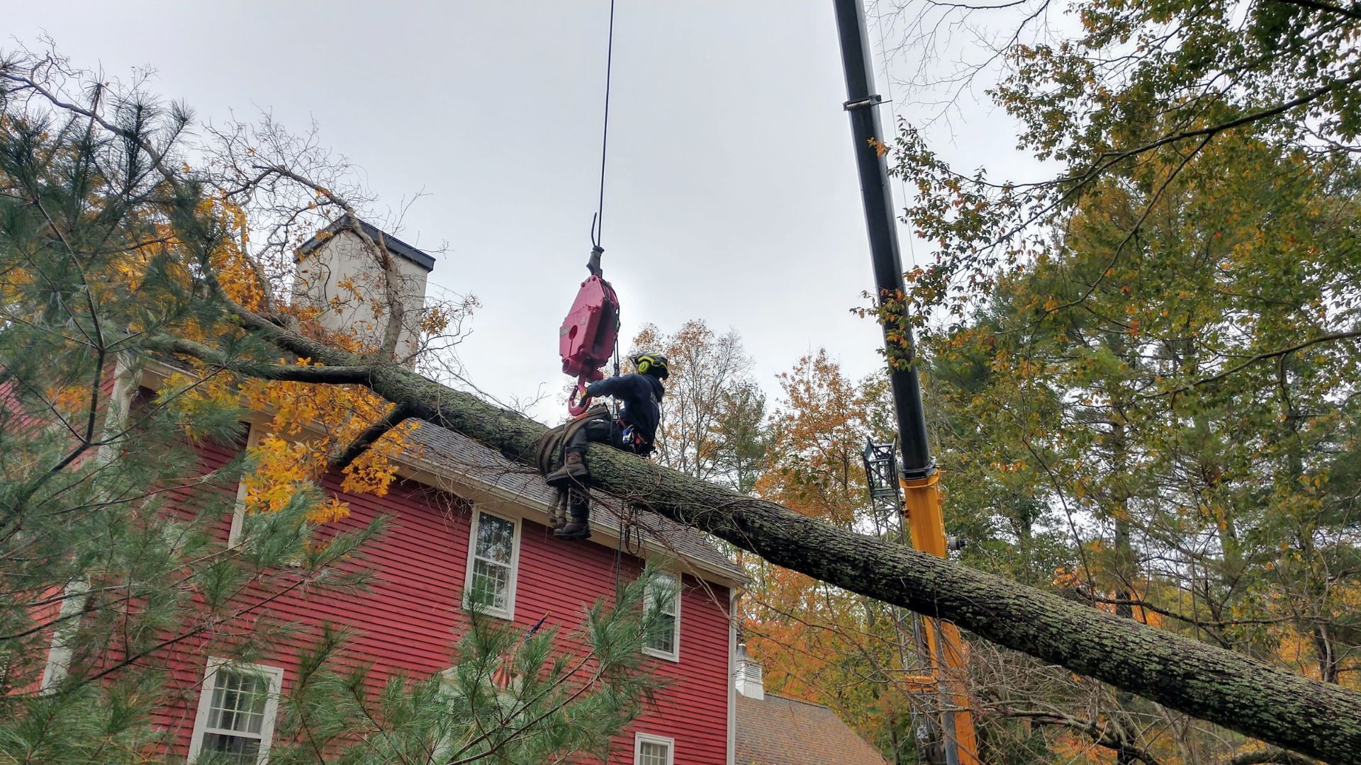 The Regal Tree team removing a tree that fell on a house in Easton, MA.