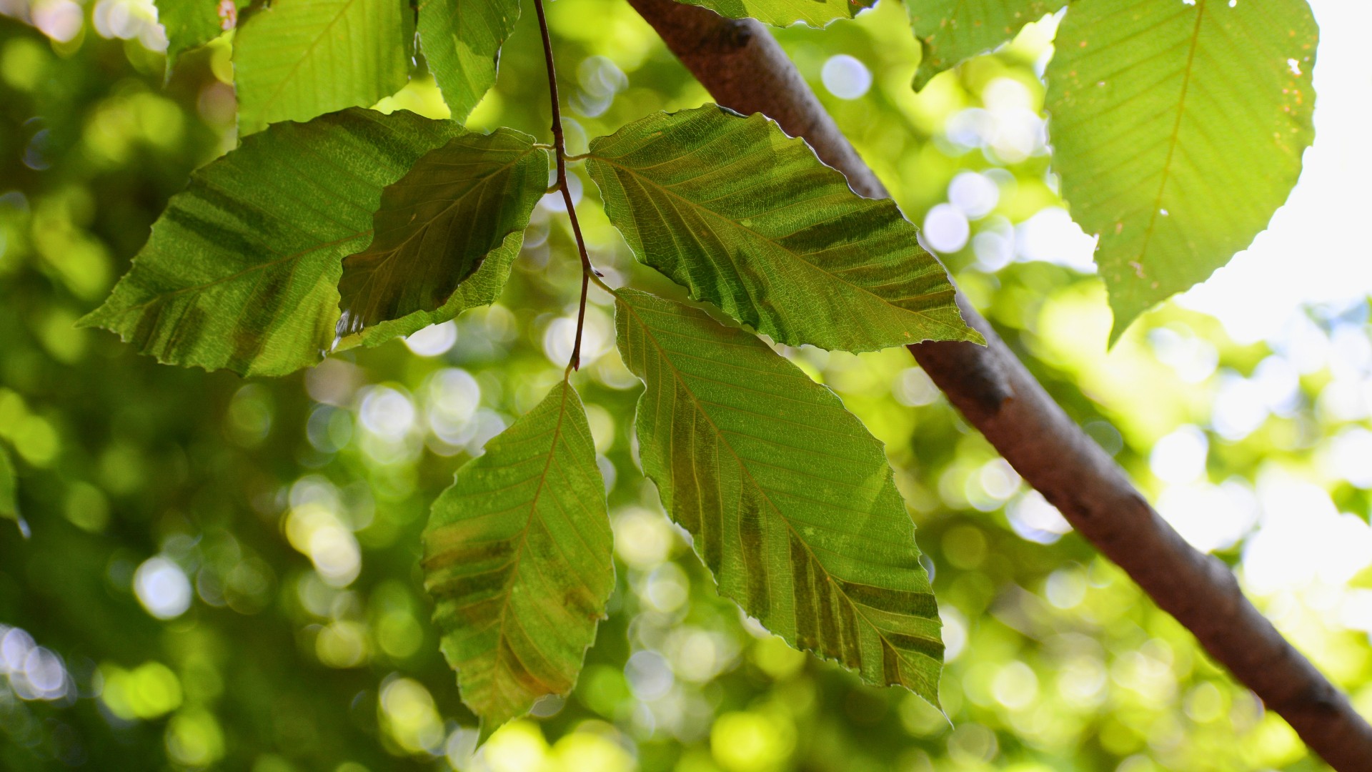 A beech tree showing the signs of beech leaf disease in Sherborn, MA.