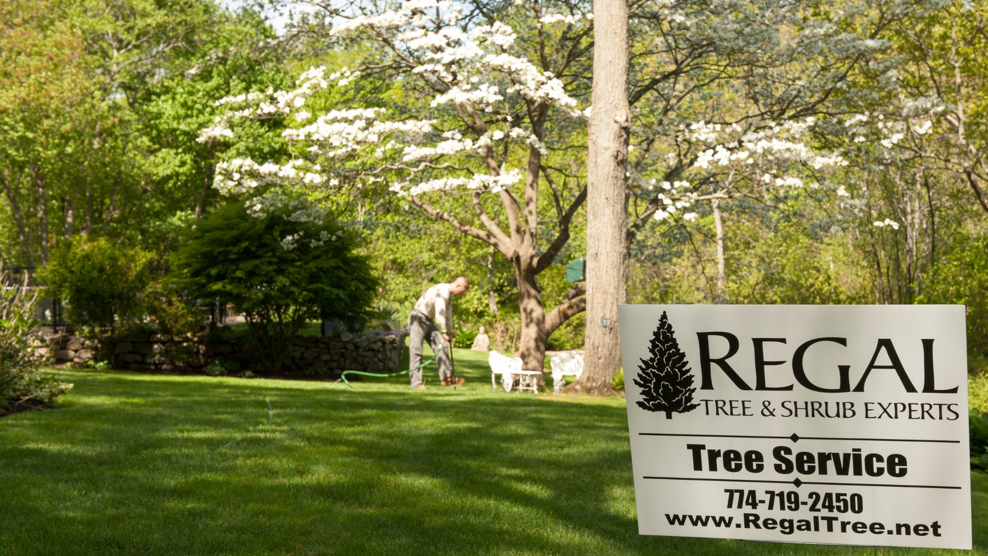 A Regal Tree sign in the foreground as a member of the team injects fertilizer in the background in Norfolk, MA.