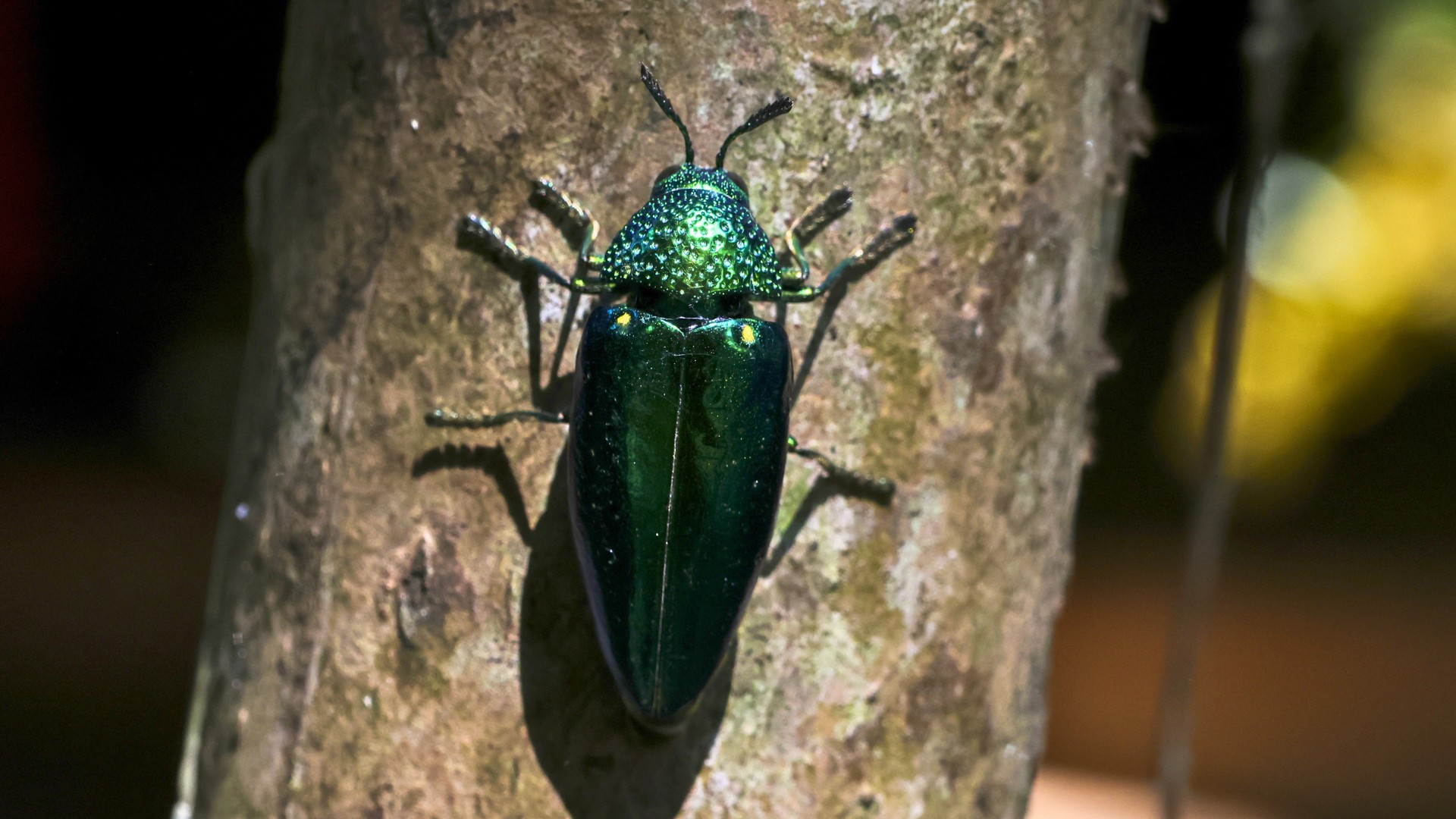 Close-up of a metallic green emerald ash borer beetle on the bark of an ash tree.