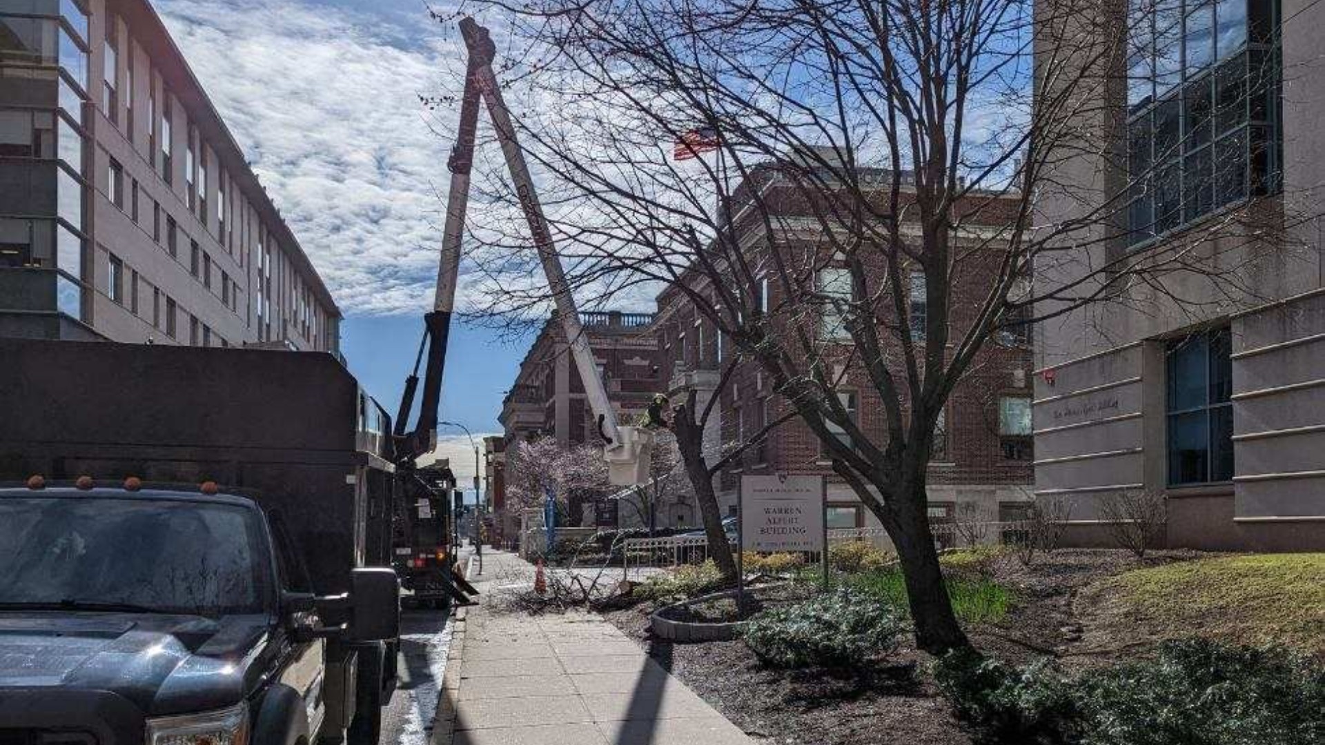 Regal Tree arborist using a bucket truck to assess winter tree damage near commercial buildings in Massachusetts.