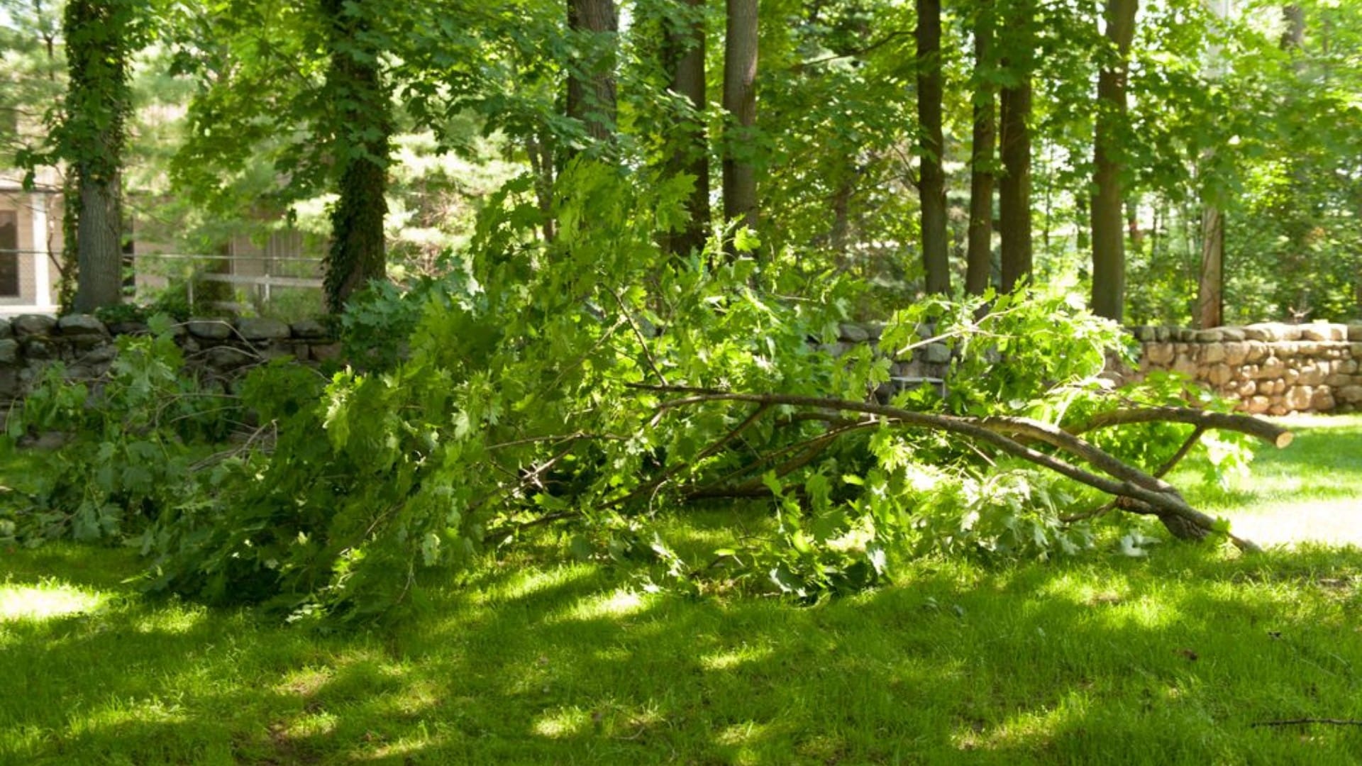 Storm-damaged oak branches down in a residential backyard in southeastern Massachusetts following a summer storm.