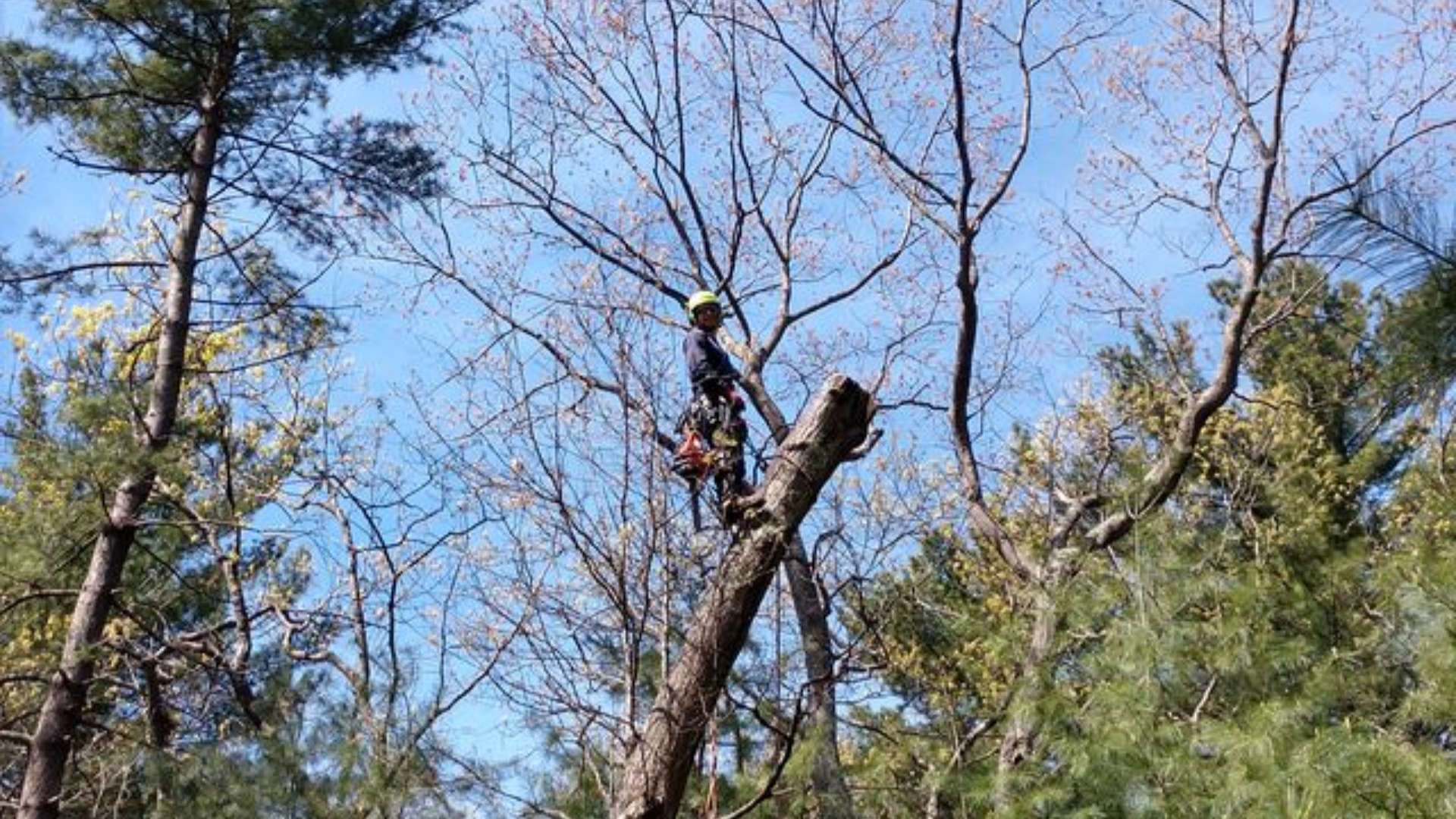 An arborist using a chainsaw to cut sections from a dead tree while secured with climbing ropes among other pine trees in the background.