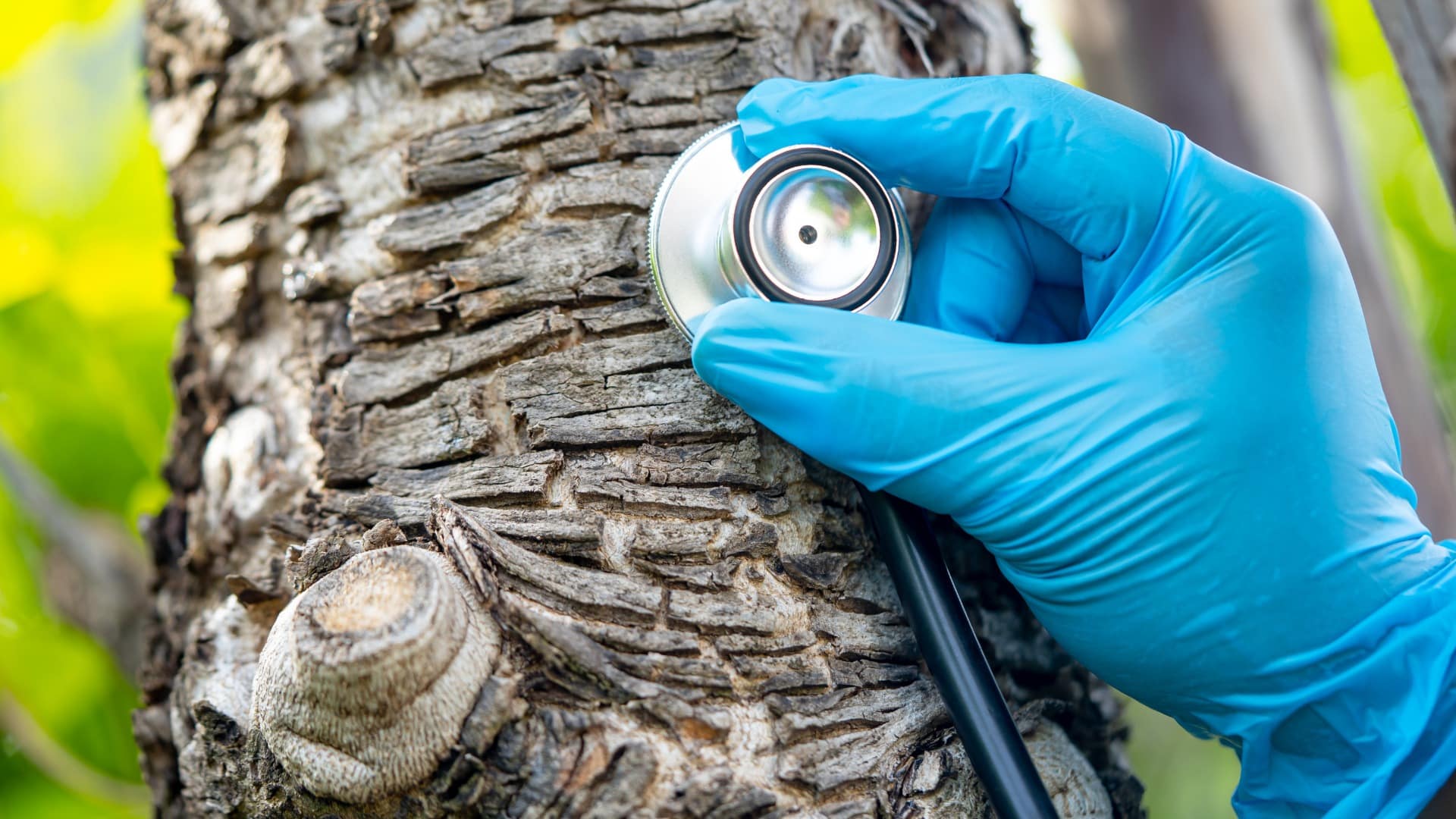 Gloved hand holding a stethoscope against tree bark to check internal tree health.