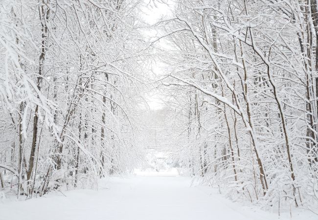 A snow-covered road in Massachusetts with trees covered in heavy snow that is causing winter tree damage.