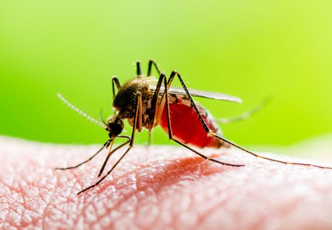 Celux Mosquito feeding on human bloodon a green background.