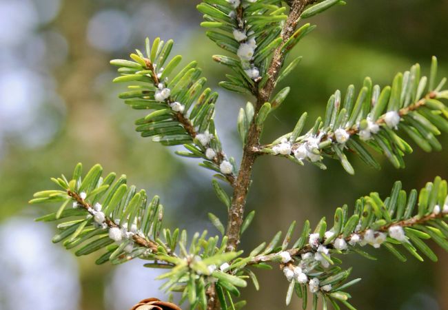 A close up look for clusters of woolly adelgids on a branch of a Hemlock.