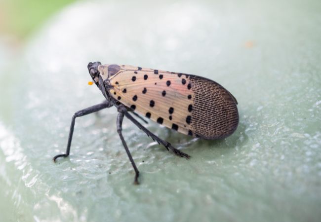 A close up look of a spotted lantern fly on a leaf.