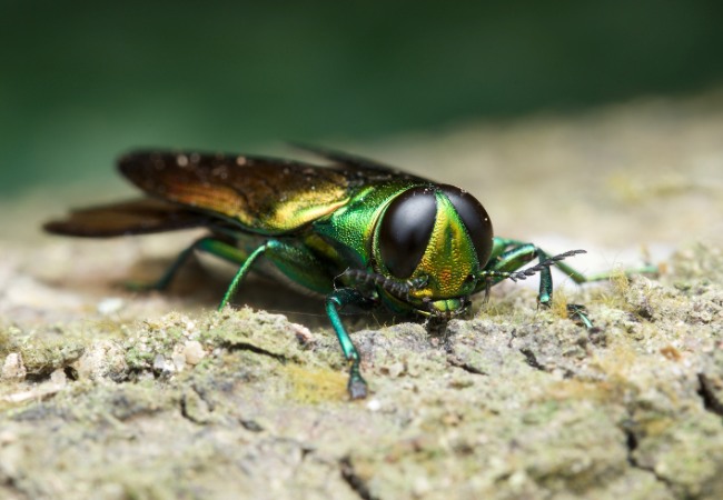 Close-up of adult emerald ash borer beetle showing metallic green coloration and characteristic features.