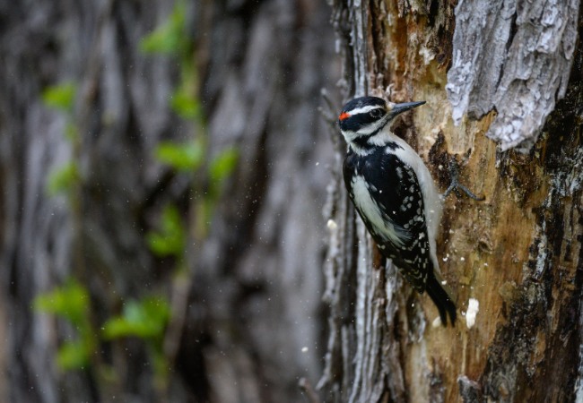 Woodpecker feeding on emerald ash borer larvae beneath ash tree bark in Norfolk County Massachusetts.