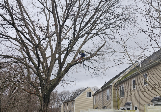 Certified arborist conducting a professional tree assessment on a large deciduous tree near residential buildings in Massachusetts, showcasing systematic tree health evaluation.