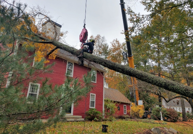Professional tree removal crew using crane equipment to safely remove a large tree that has fallen onto a historic New England building, demonstrating the high costs and complexity of emergency tree services.