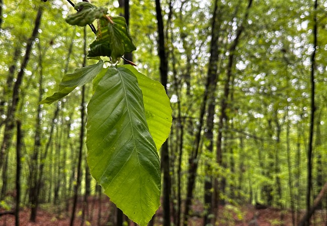A beech leaf starting to show the symptoms of beech leaf disease in Walpole, MA.