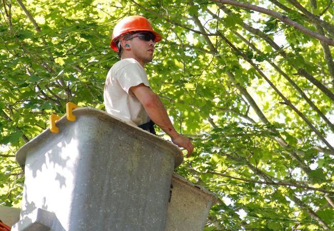 A member of the Regal Tree team planning his next cut during pruning in Sherborn, MA.
