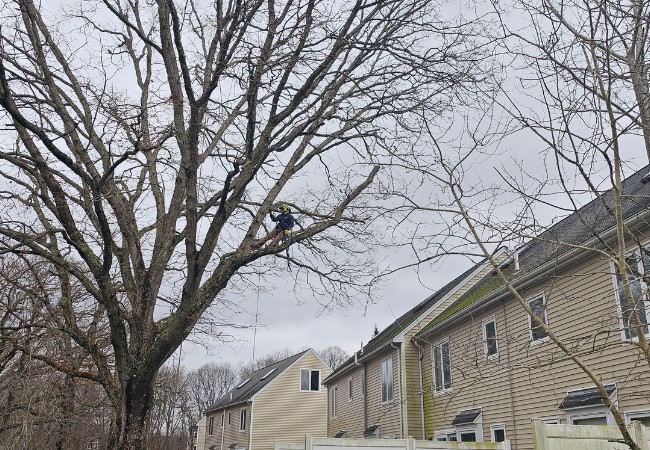 A member of Regal Tree pruning a tree in the winter in Sharon, MA.