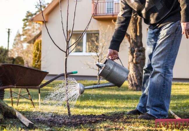 A person watering a newly-planted tree in the winter outside of Foxborough, MA.