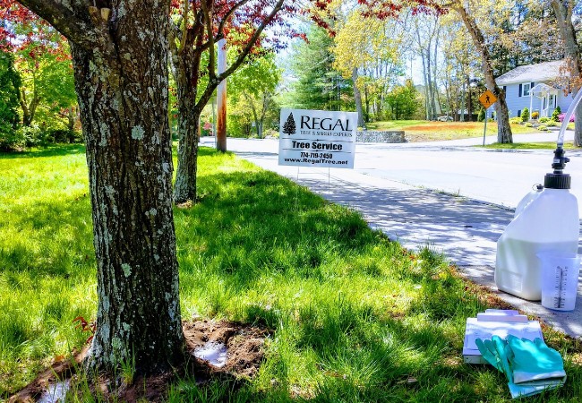 A tree that Regal Tree is treating with chemicals in the spring in Sherborn, MA.