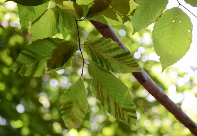 Beech leaves showing the black bands that indicate beech leaf disease in Walpole, MA.